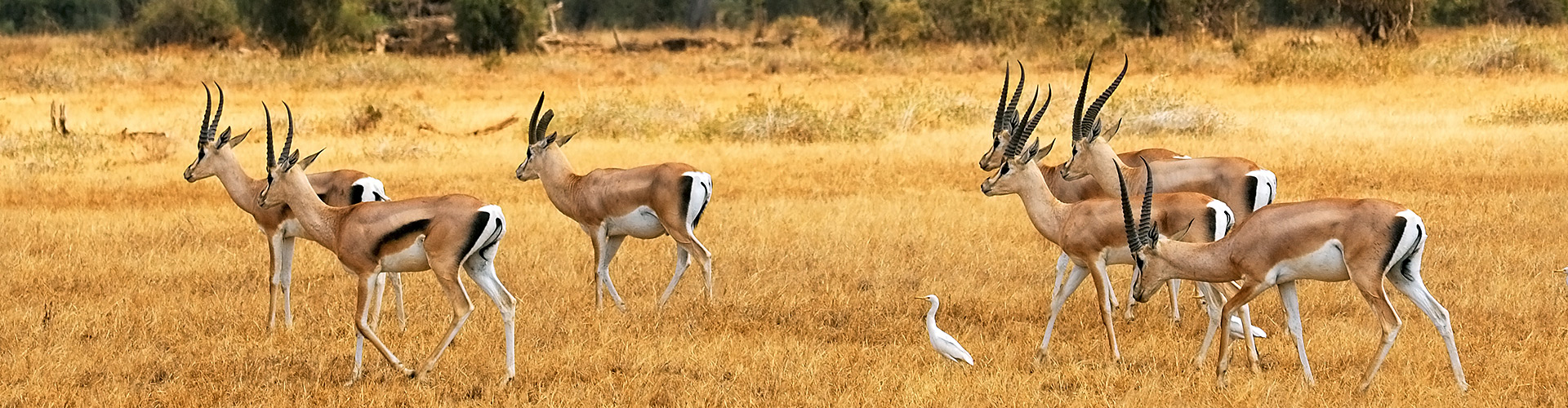 elewana connoisseur safari-iti